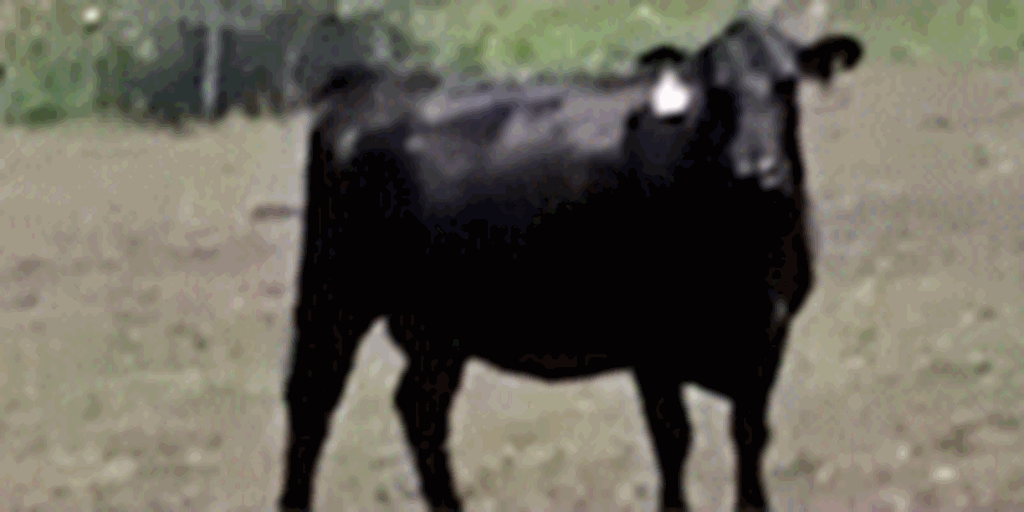 450 Angus Cows... Southwest OK