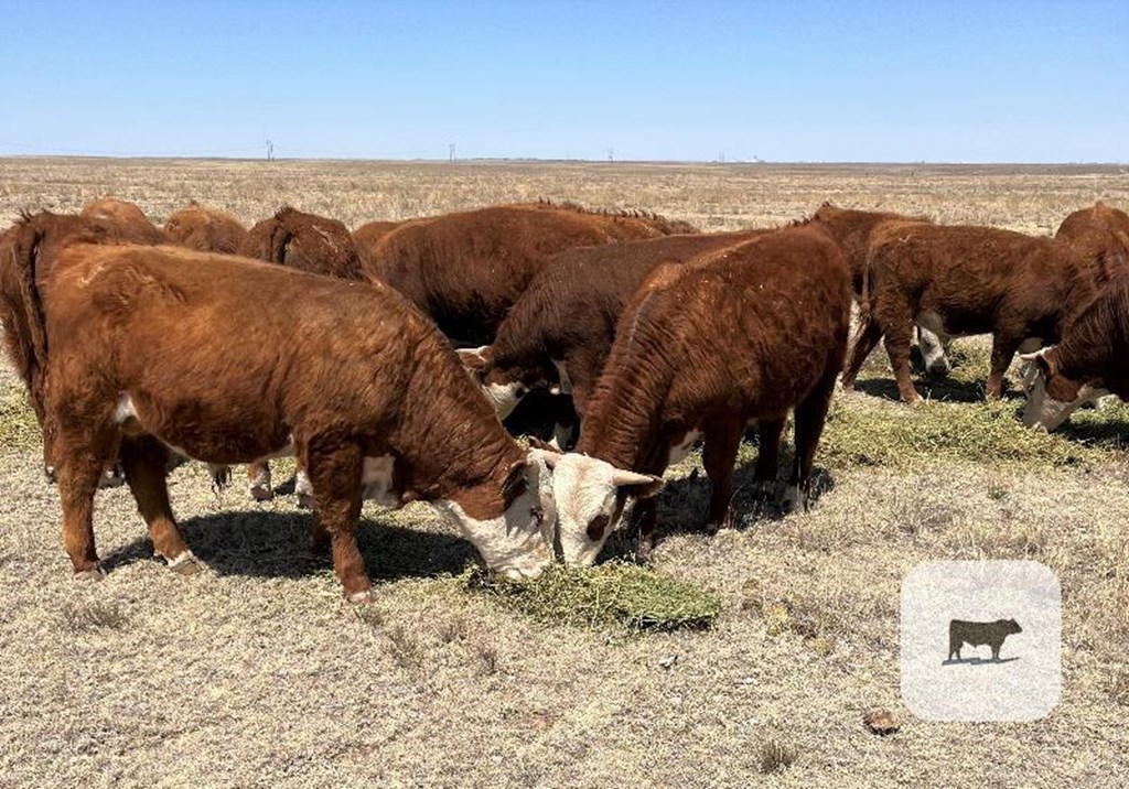 Pasture & Range Conditions as of 5/9/22