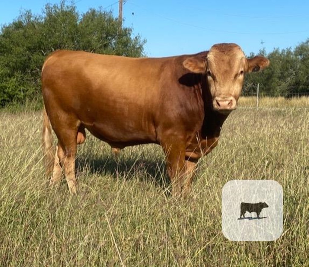 Cattle Range Listing Photo