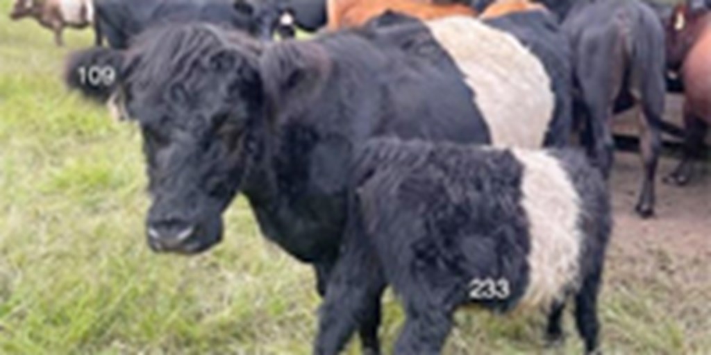 12 Belted Galloway Cows w/ 5+ Calves... E. Central AL