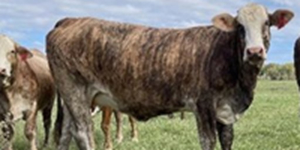 22 Certified F1 Tigerstripe/Braford Bred Heifers... East TX