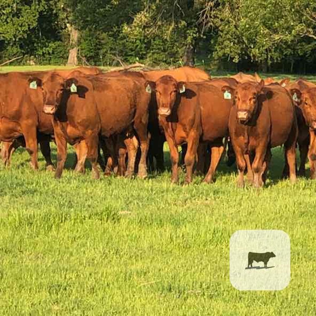 Cattle Range Listing Photo
