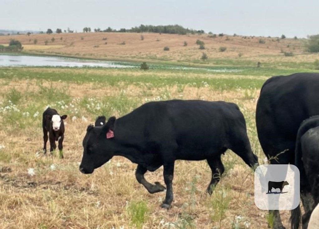 Cattle Range Listing Photo