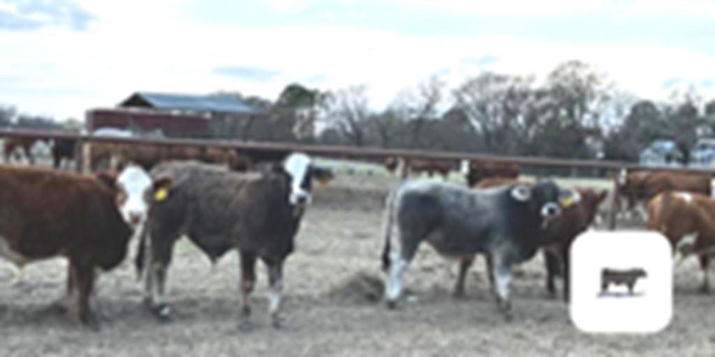 10 Reg. Fleckvieh & Simbrah Bull Calves... Northeast TX