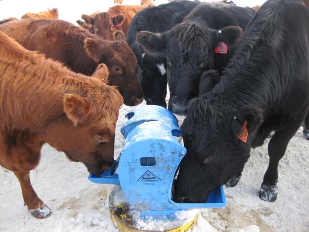 Nose Pump allows Cattle to Pump their own Water