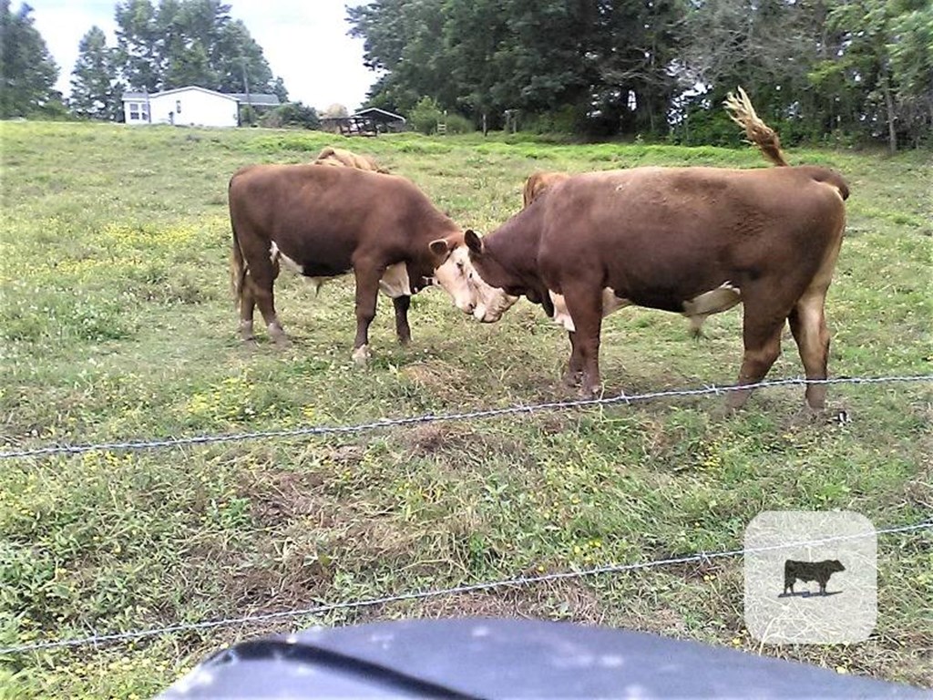 Cattle Range Listing Photo