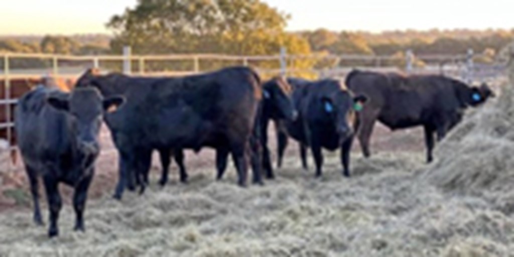 5 Reg. Full-blood Wagyu Bulls... Southwest OK