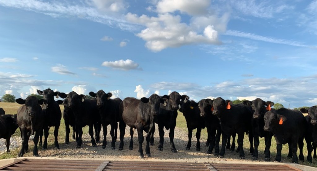 Cattle Range Listing Photo