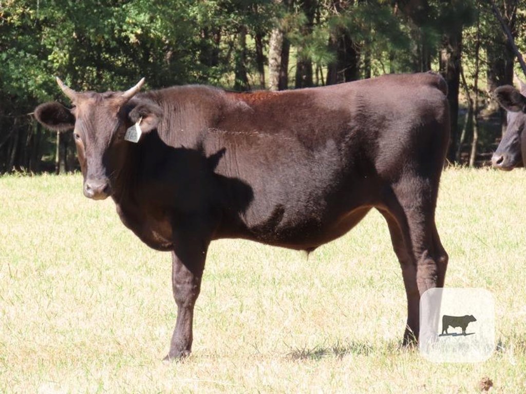 Cattle Range Listing Photo