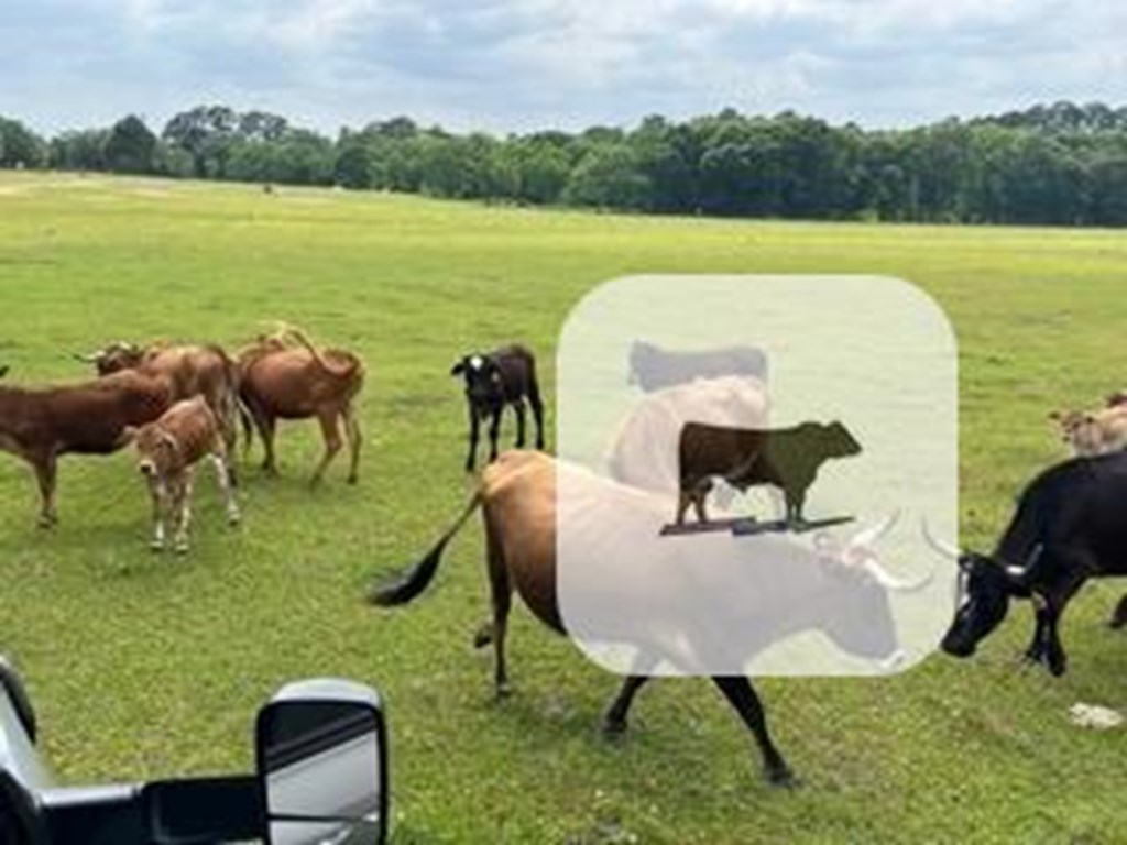 Cattle Range Listing Photo