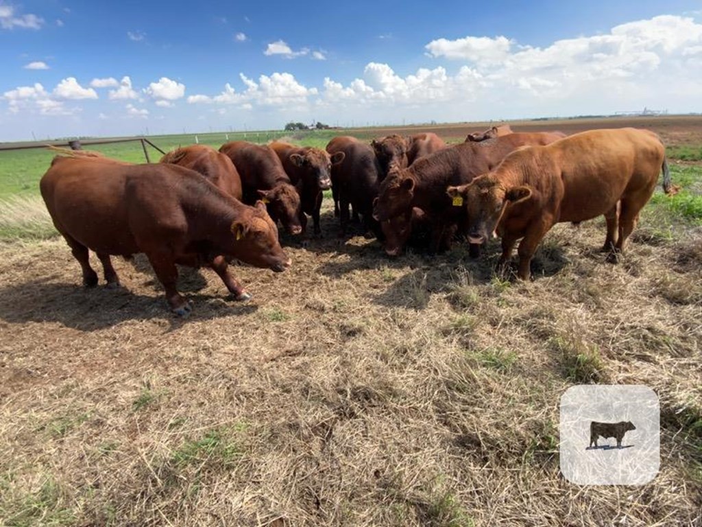Cattle Range Listing Photo