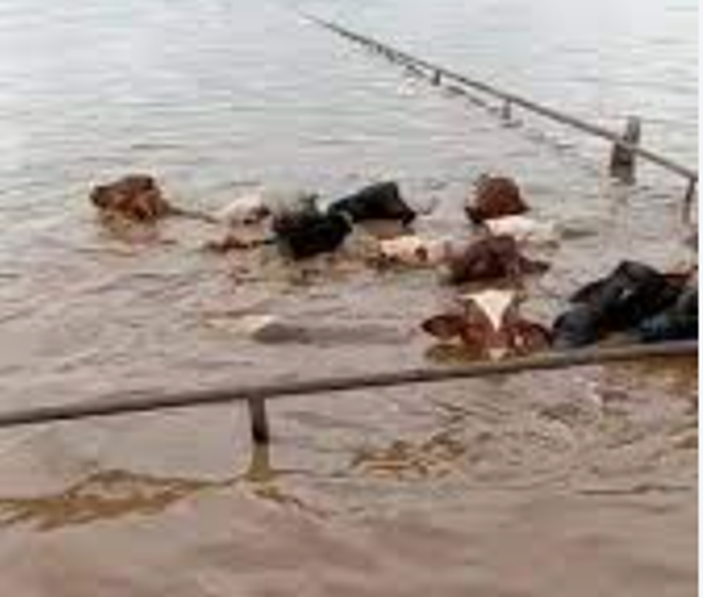 TCFA Confirms 4,000 Cattle Lost in Flood at a Hereford TX Feedyard