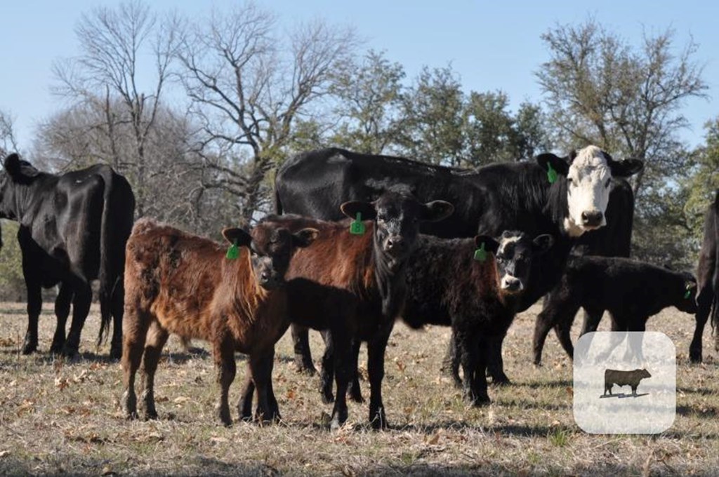 Cattle Range Listing Photo
