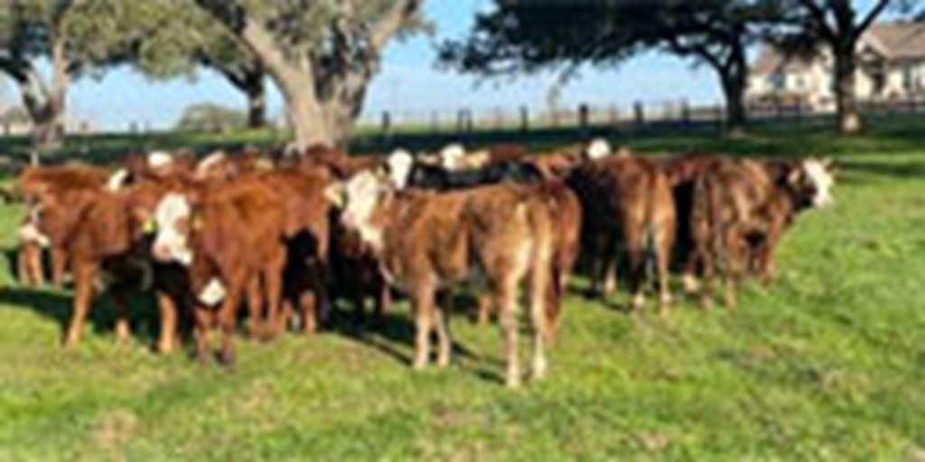 26 Braford Rep. Heifers... S. Central TX
