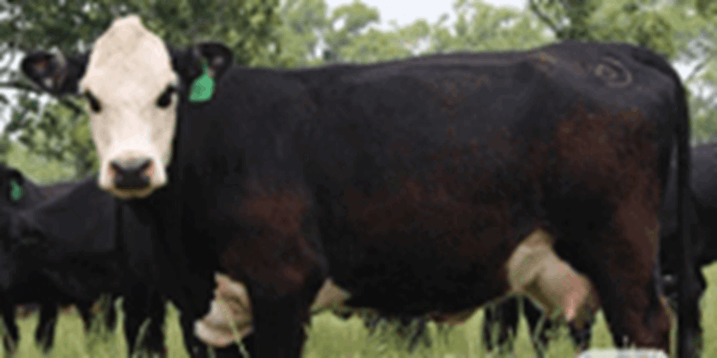 162 Angus & Black Baldy Cows w/ 10+ Calves... Northeast TX