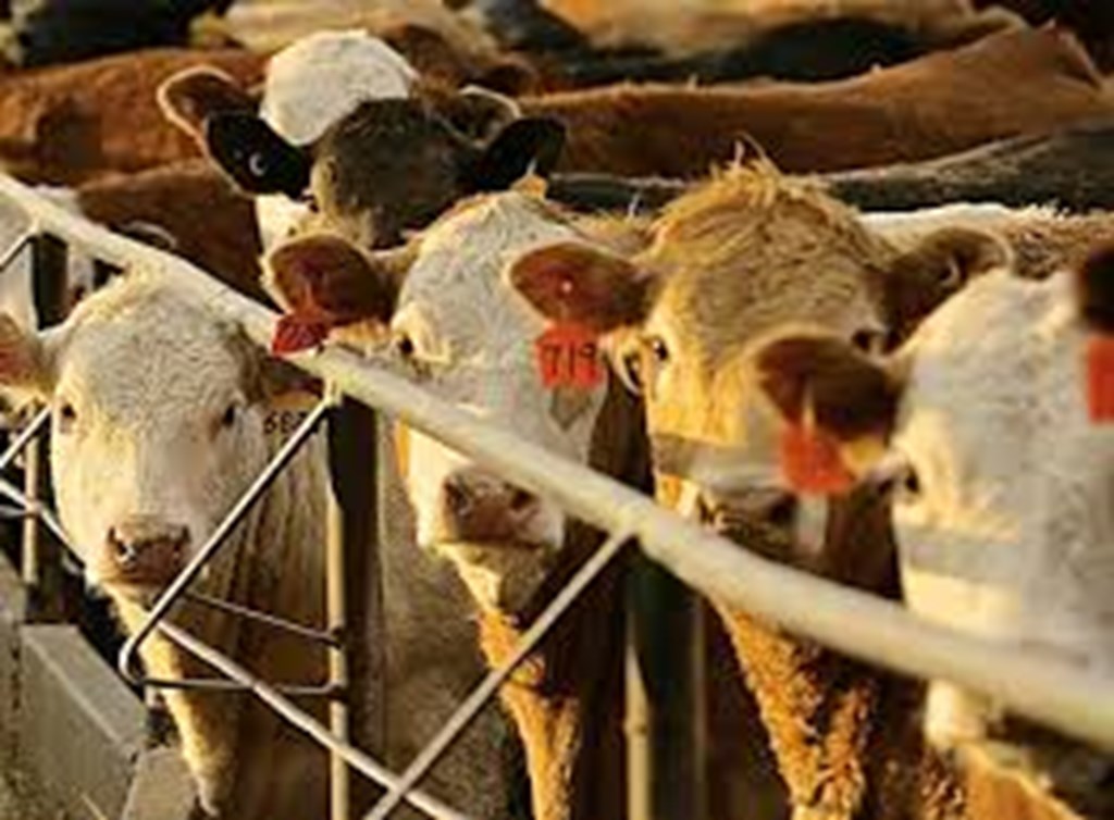 Feedlot Production and Cattle Slaughter
