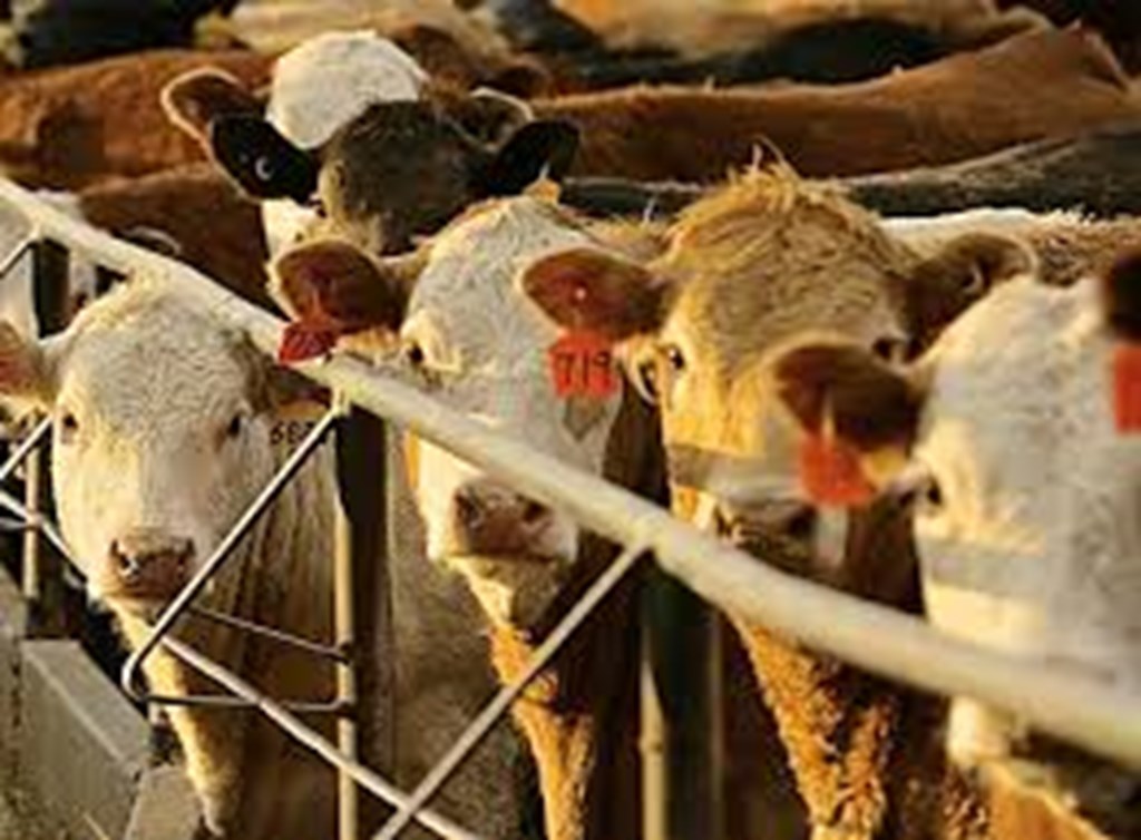 Smaller Feedlot Numbers Ahead