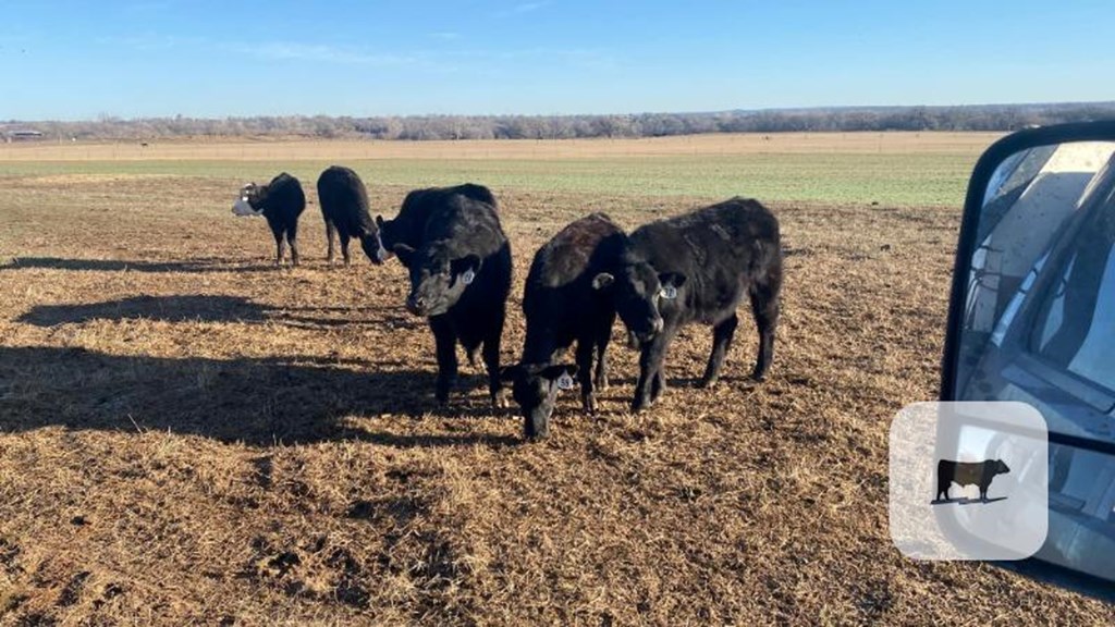 Cattle Range Listing Photo