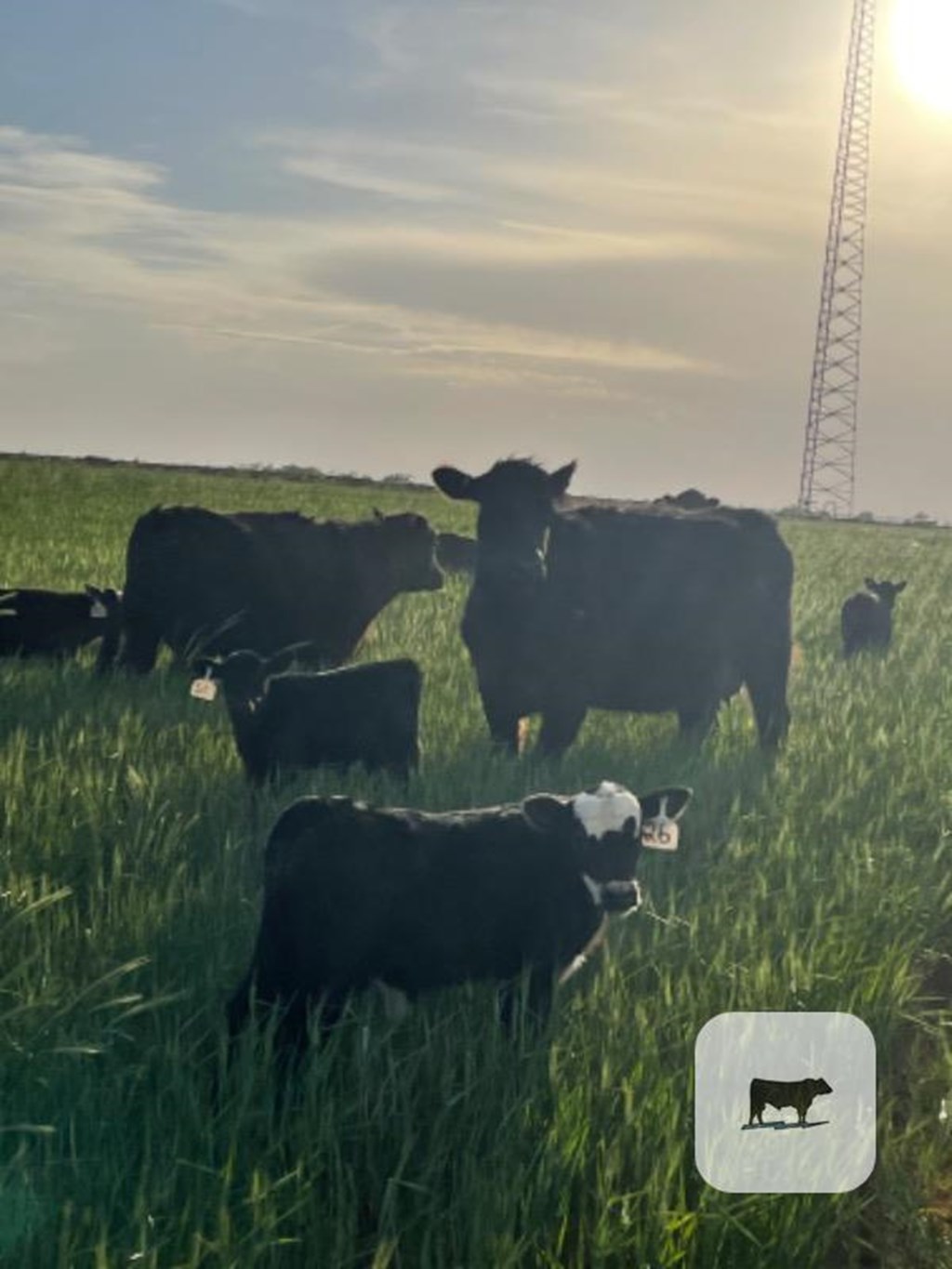 Cattle Range Listing Photo
