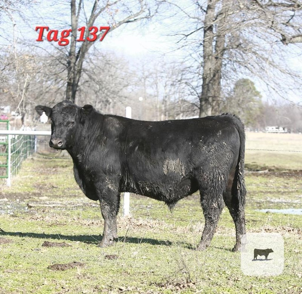 Cattle Range Listing Photo
