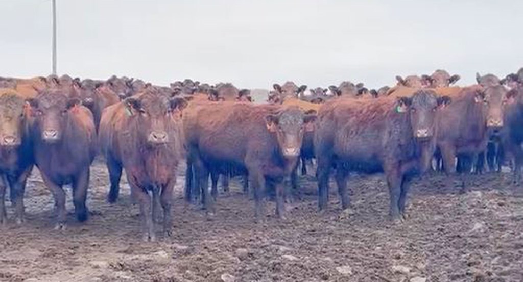 Cattle Range Listing Photo
