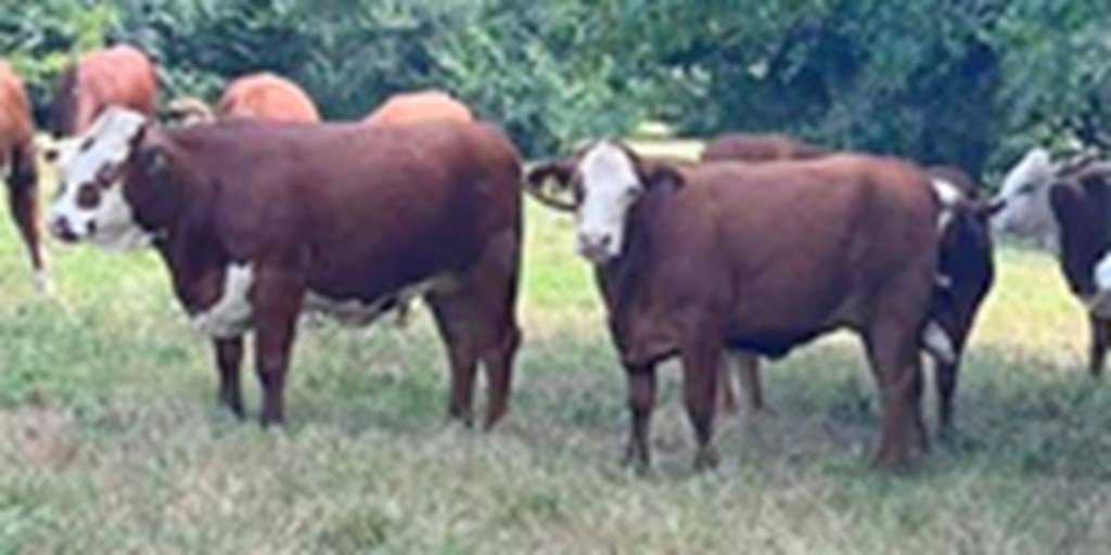 14 Braford Bred Heifers... Central AL