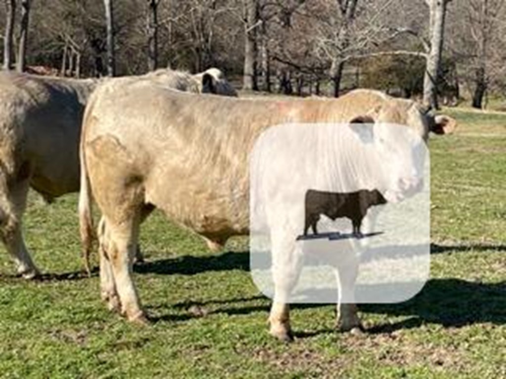 Cattle Range Listing Photo