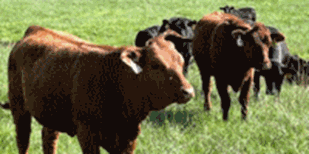 15 Angus/Beefmaster Bred Heifers... Western KY