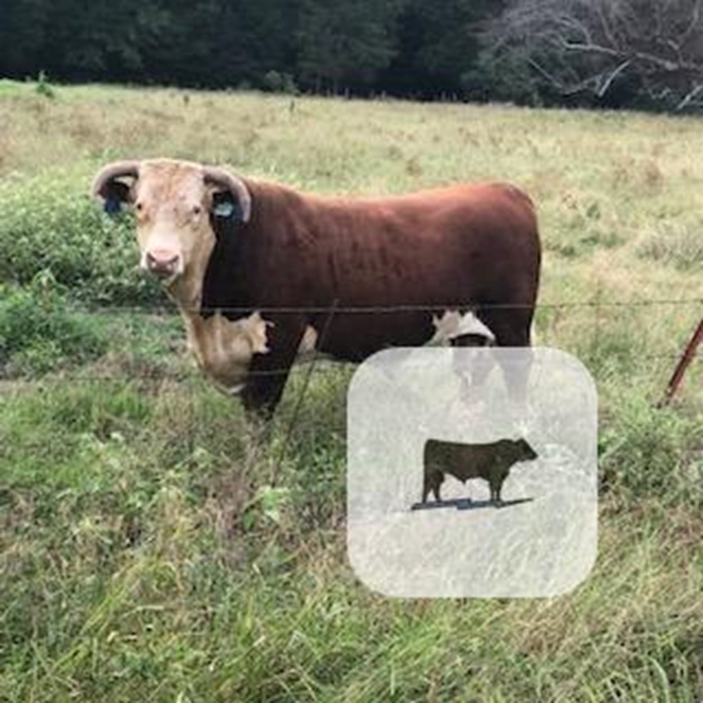 Cattle Range Listing Photo