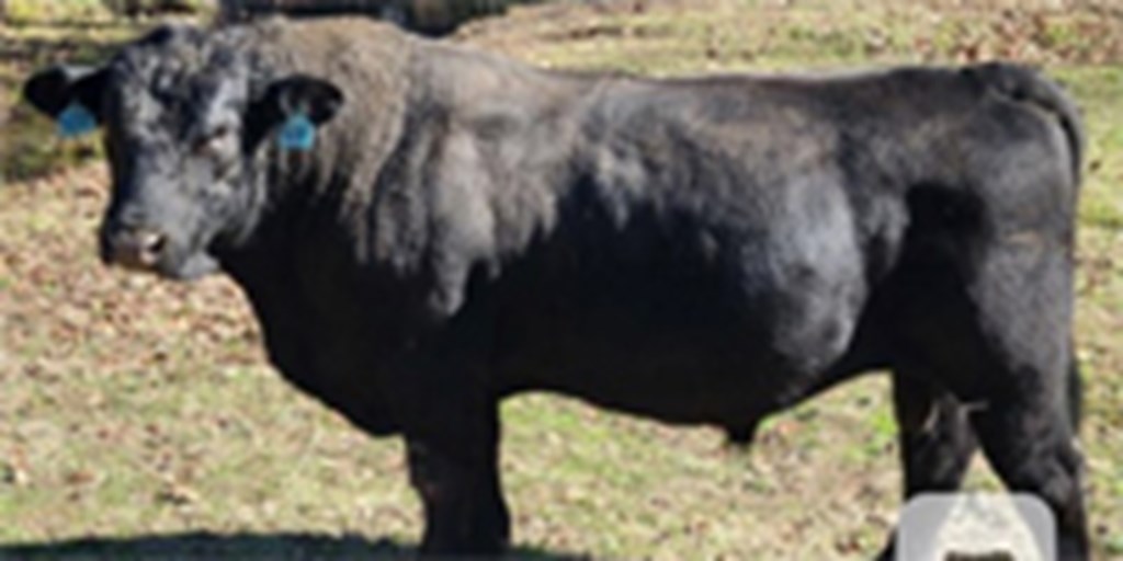 1 Reg. SimAngus Bull... Northeast AL