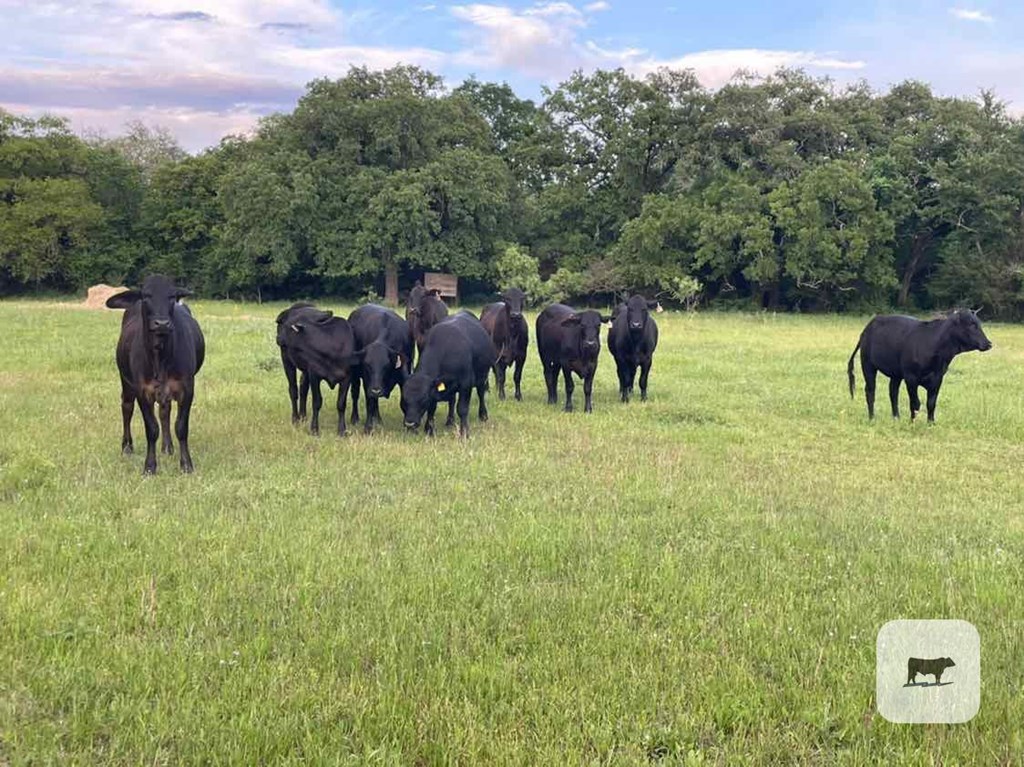 Cattle Range Listing Photo
