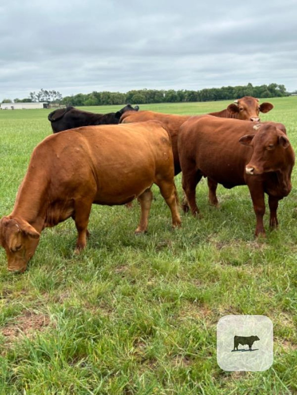 Cattle Range Listing Photo