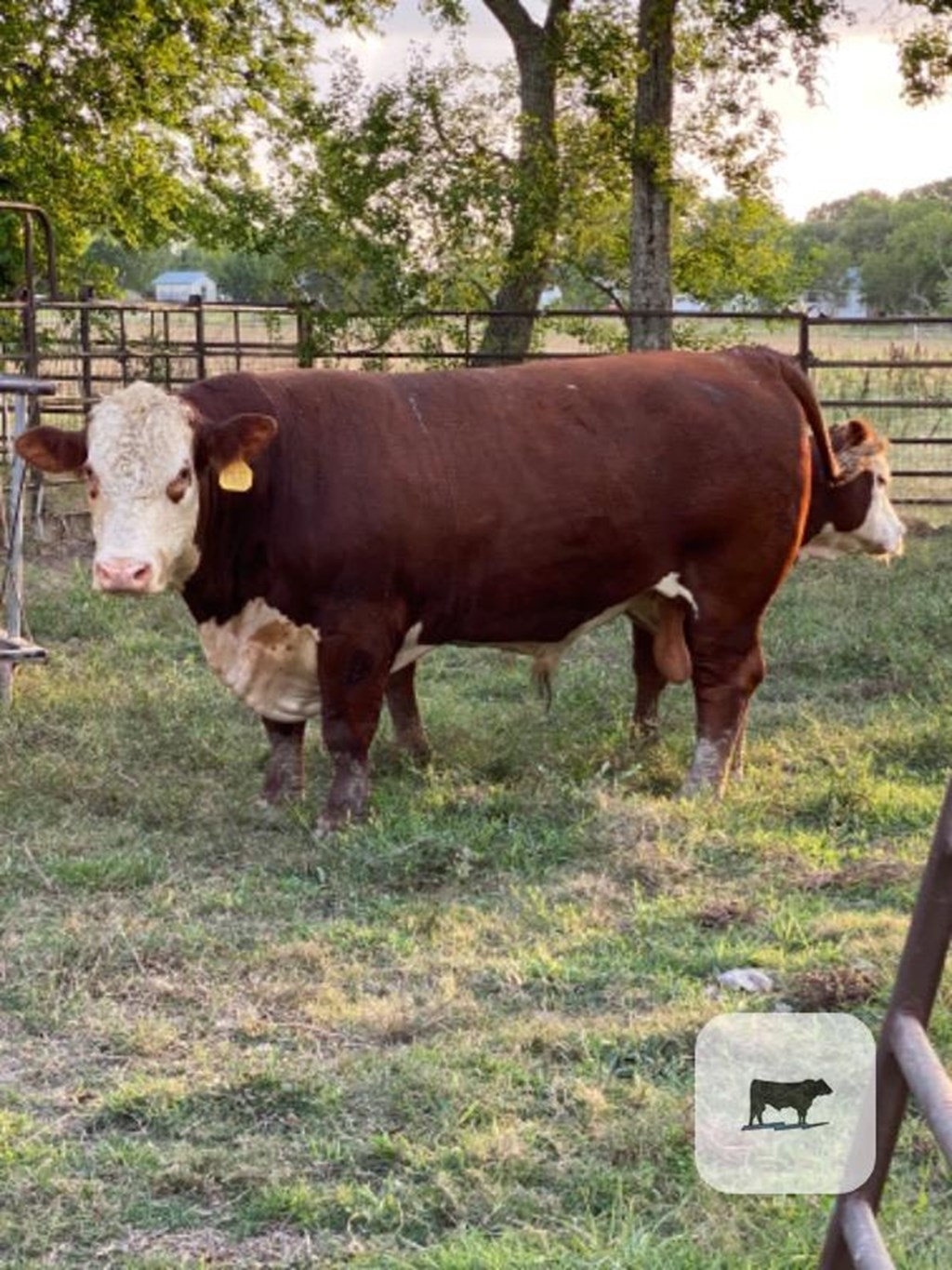 Cattle Range Listing Photo
