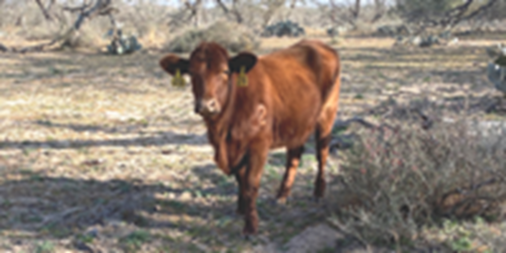 2 Beefmaster/Red Angus Rep. Heifers... S. Central TX