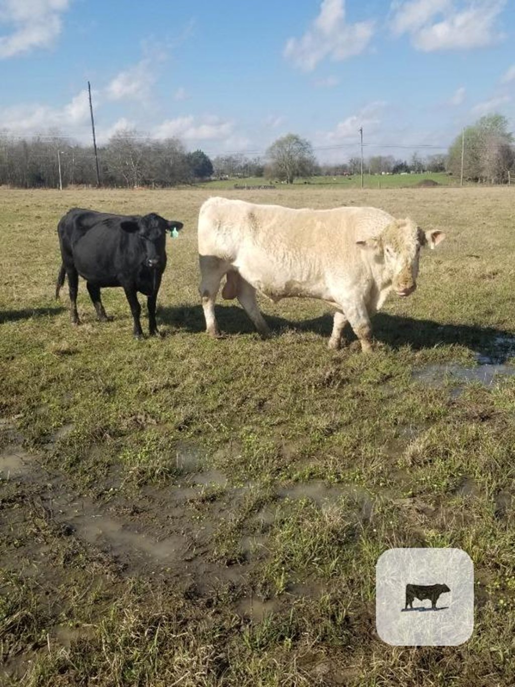 Cattle Range Listing Photo