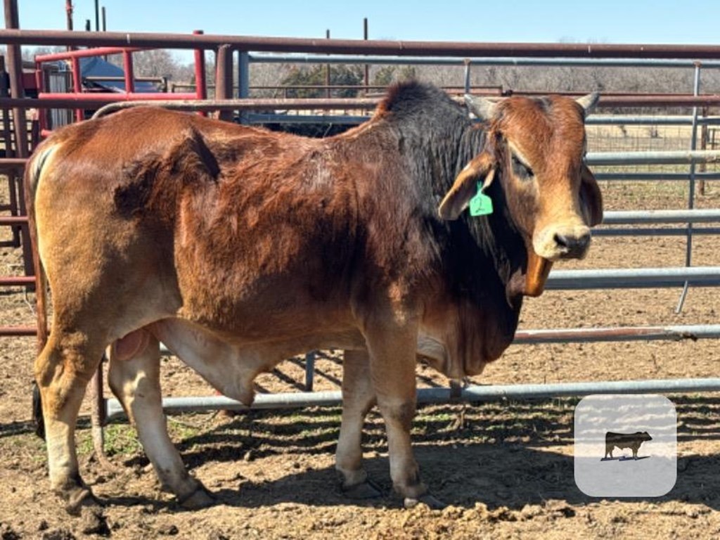 Cattle Range Listing Photo