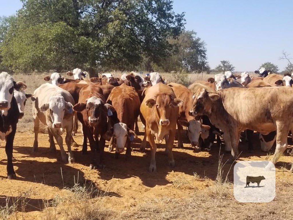 Cattle Range Listing Photo