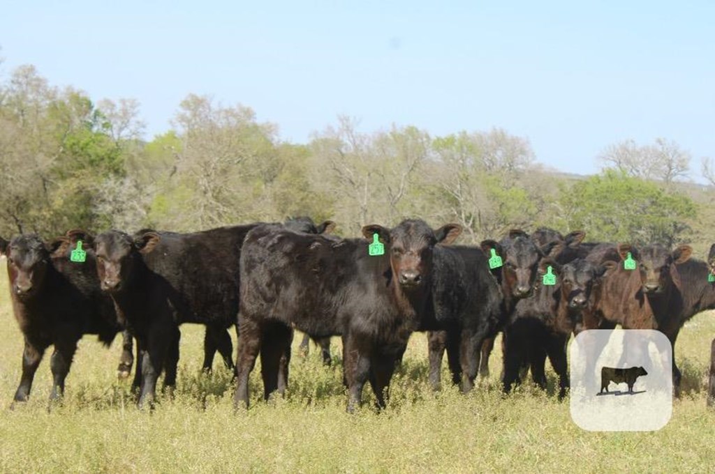 Cattle Range Listing Photo