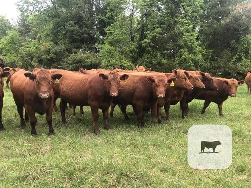 Cattle Range Listing Photo