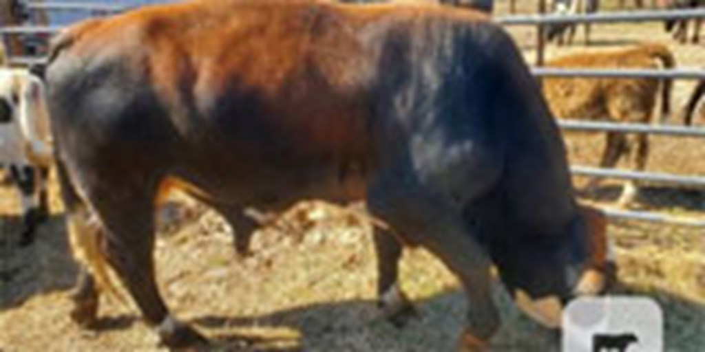 1 Reg. Simbrah Bull... East TX