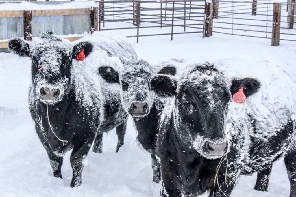 U.S. Winter Storm Closes Meat Plants; Threatens Wheat & Cattle