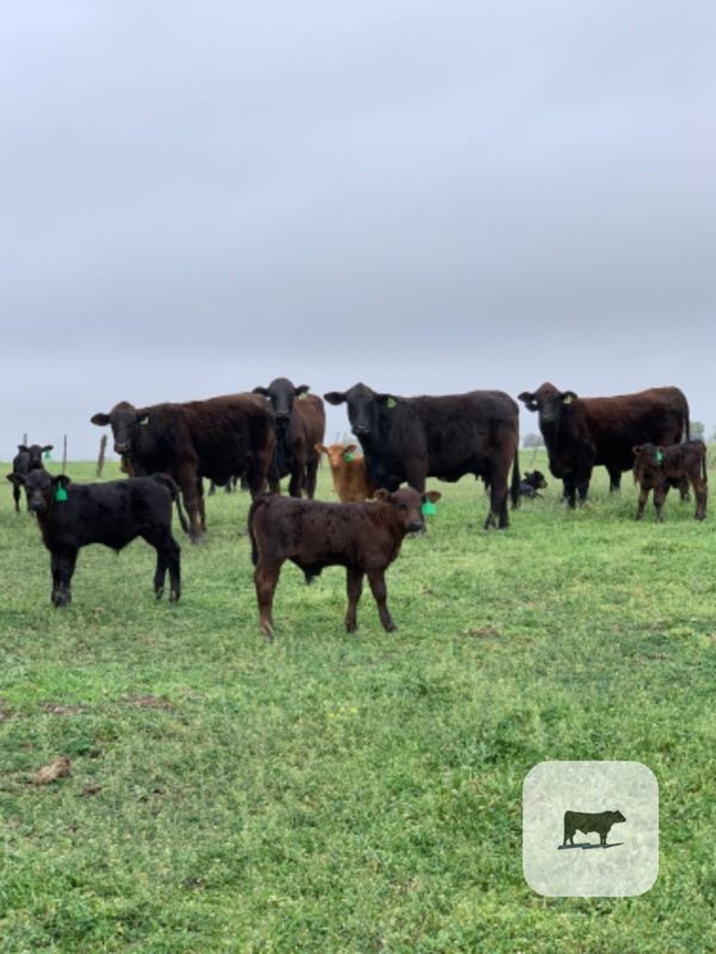 Cattle Range Listing Photo