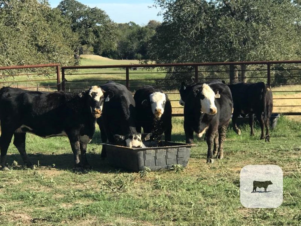 Cattle Range Listing Photo