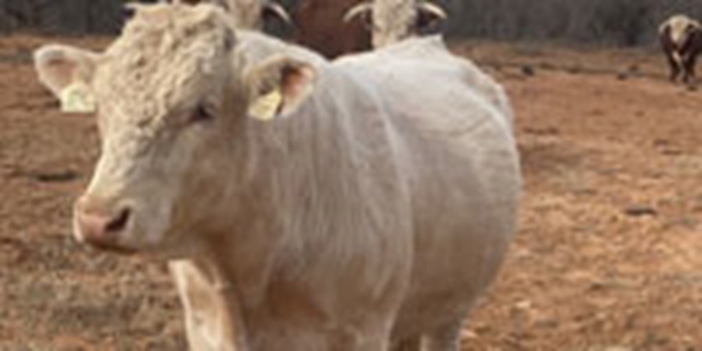 1 Reg. Charolais Bull... TX Panhandle