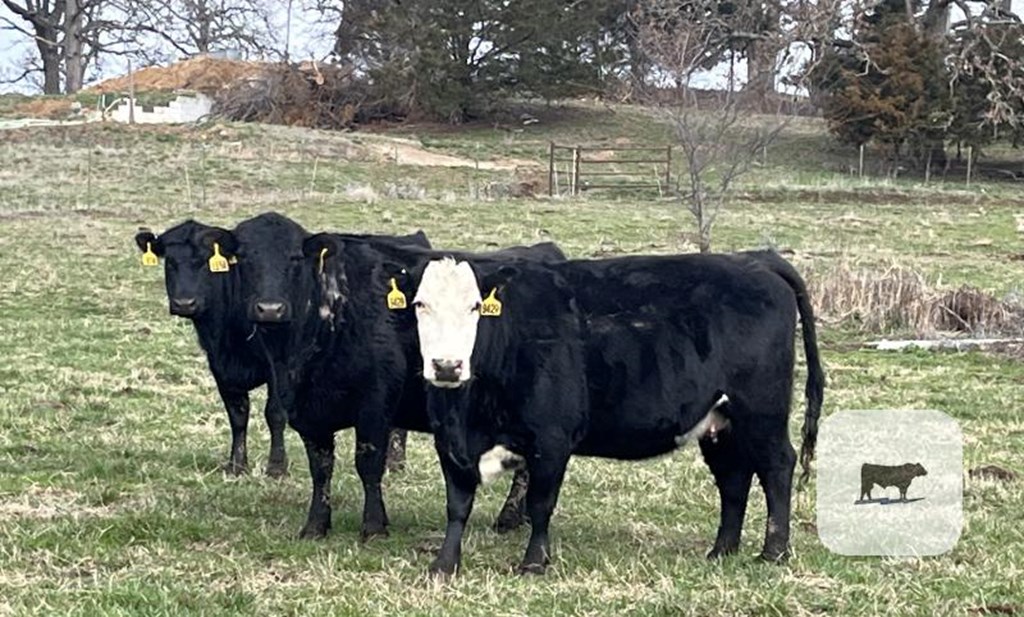 Cattle Range Listing Photo