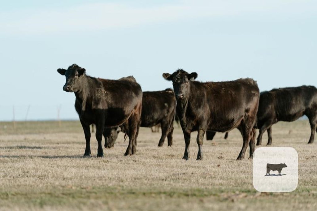 Cattle Range Listing Photo