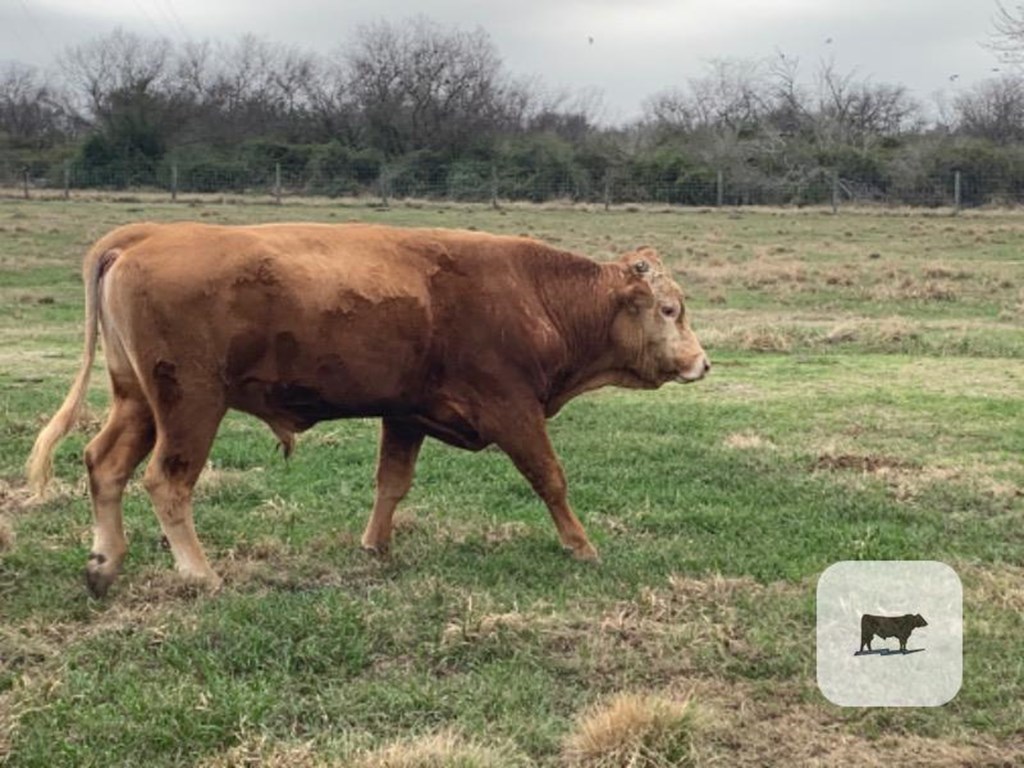 Cattle Range Listing Photo
