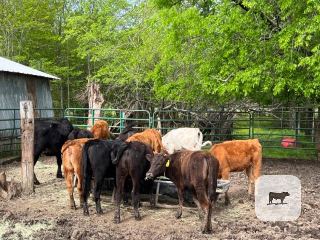 Cattle Range Listing Photo