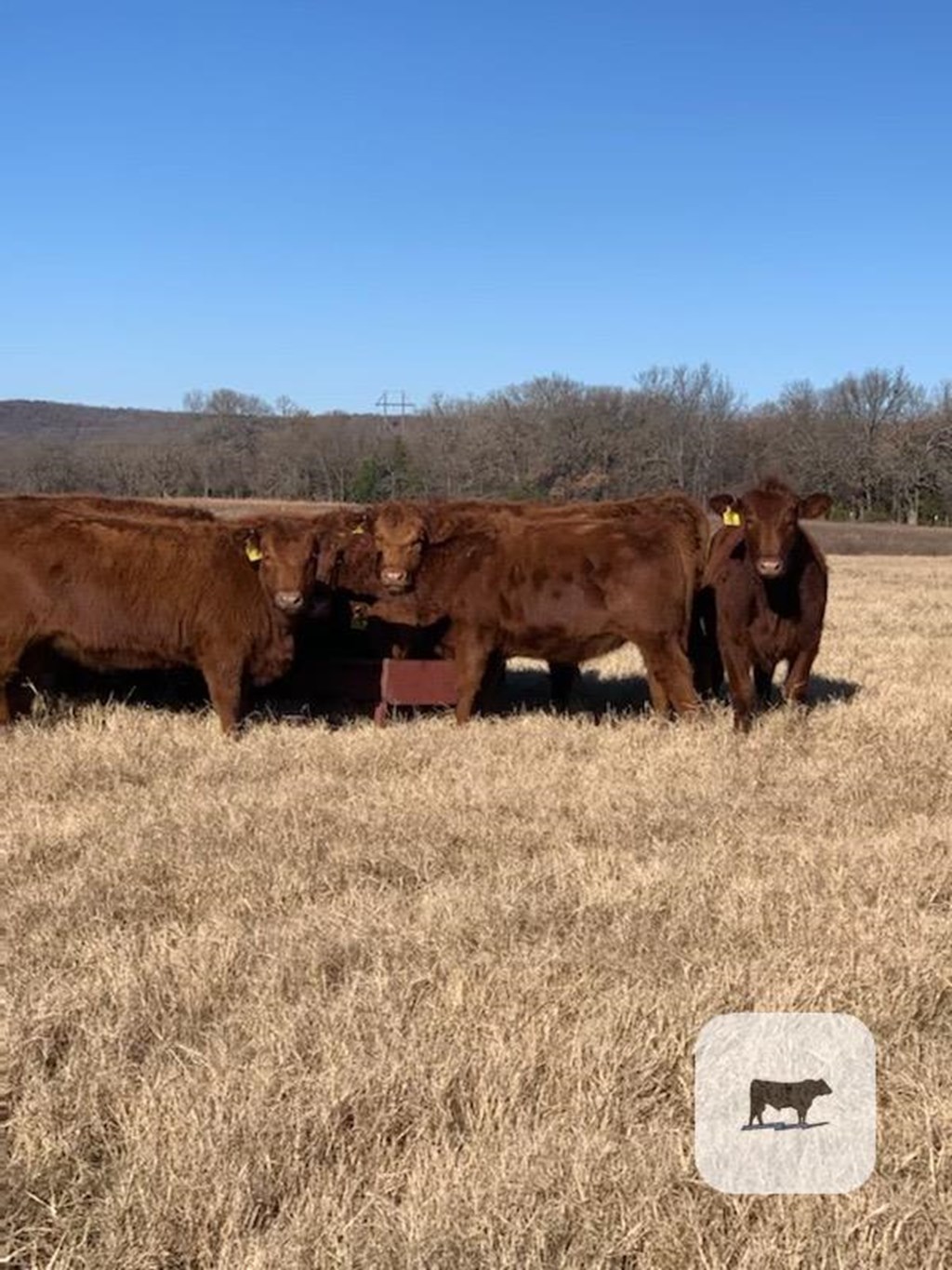 Cattle Range Listing Photo