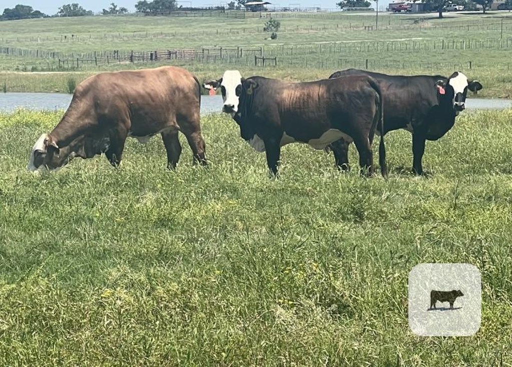 Cattle Range Listing Photo